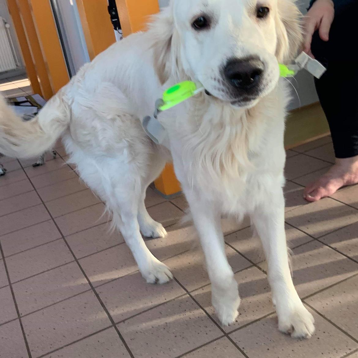 Golden retriever Fabray Globalizer (Delta) billede 42