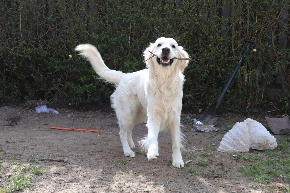 Golden retriever Fabray Globalizer (Delta) billede 43