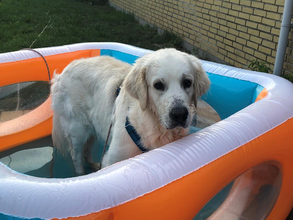 Golden retriever Fabray Globalizer (Delta) billede 44