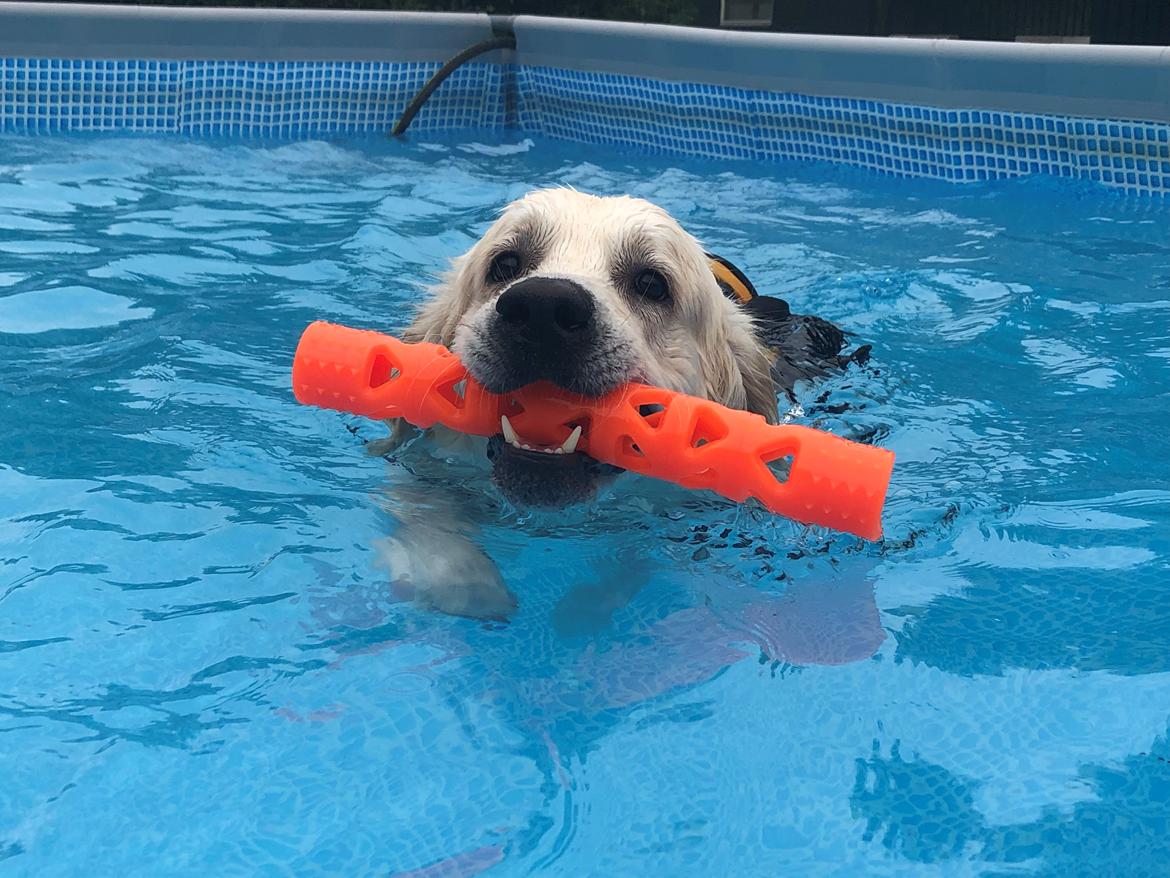 Golden retriever Fabray Globalizer (Delta) billede 46