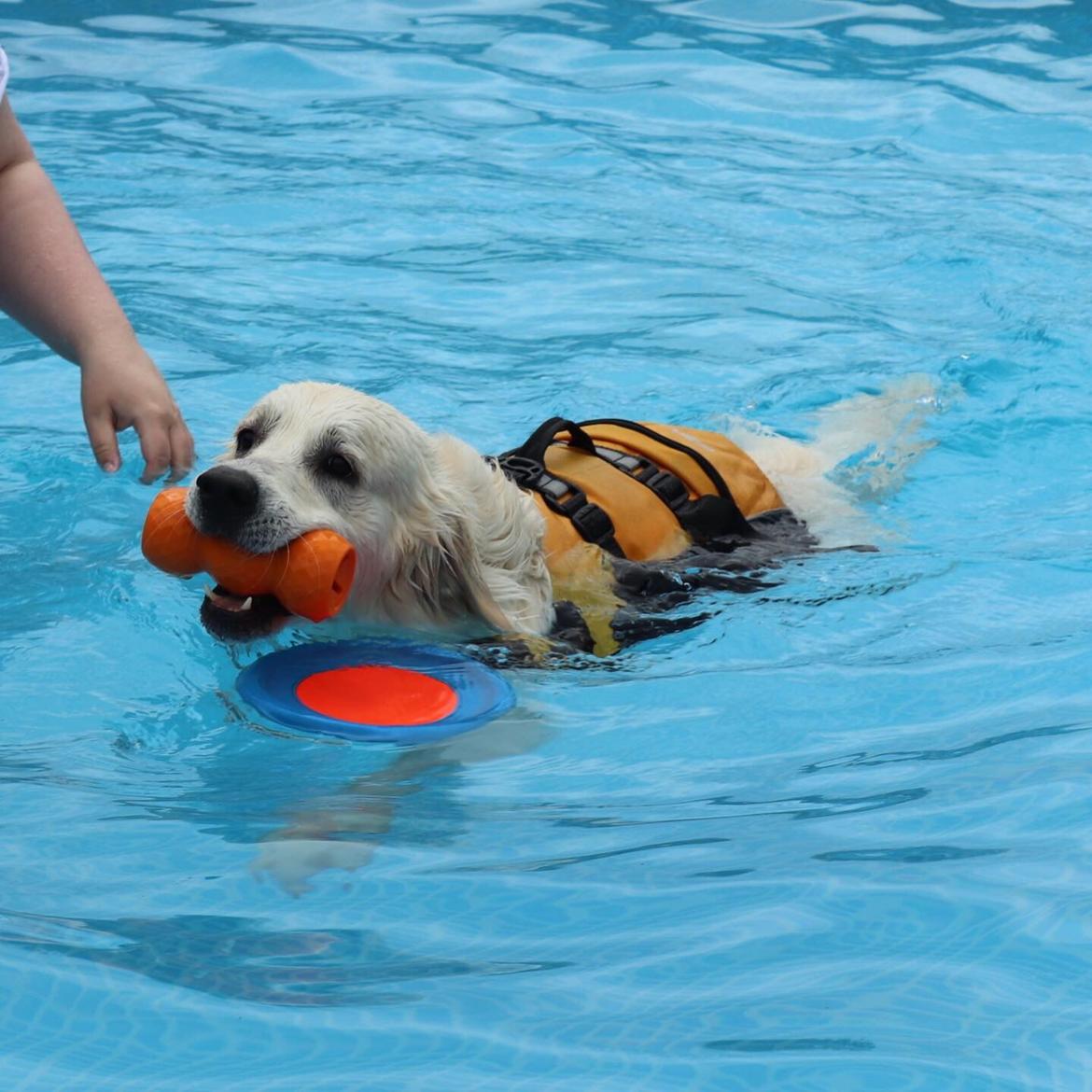 Golden retriever Fabray Globalizer (Delta) billede 47