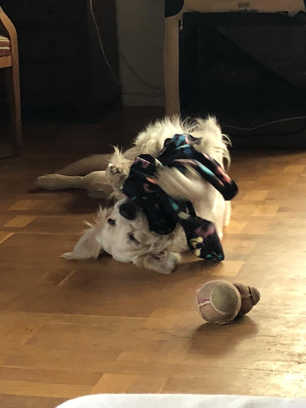 Golden retriever Fabray Globalizer (Delta) billede 39