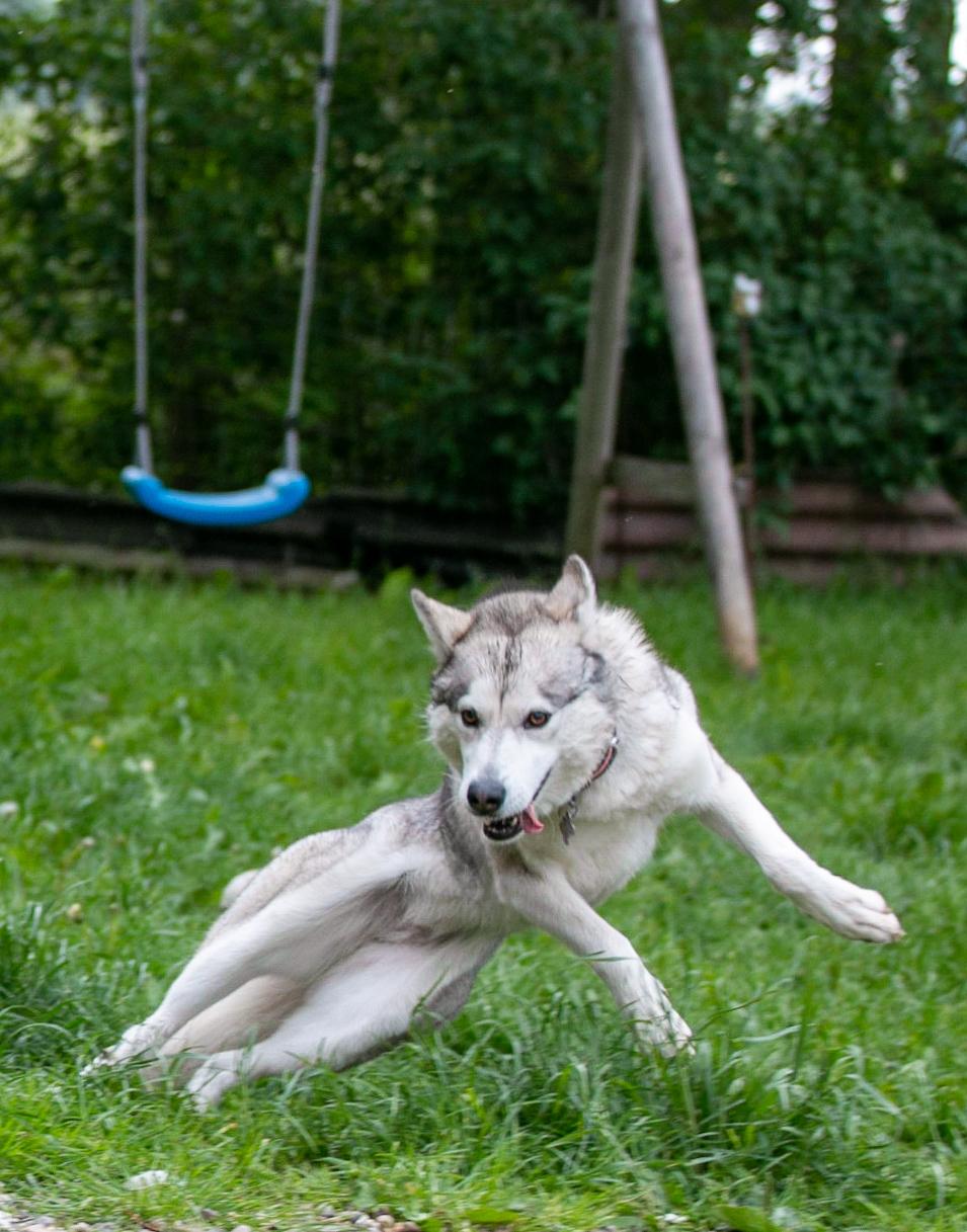 Siberian husky Bailey billede 1