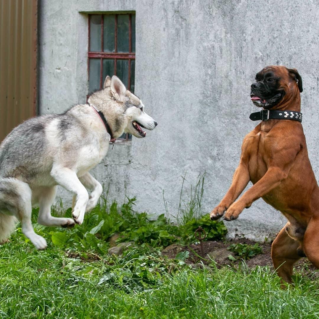 Siberian husky Bailey billede 3