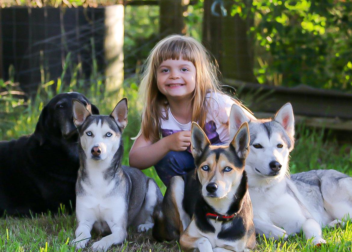 Siberian husky Bailey billede 4