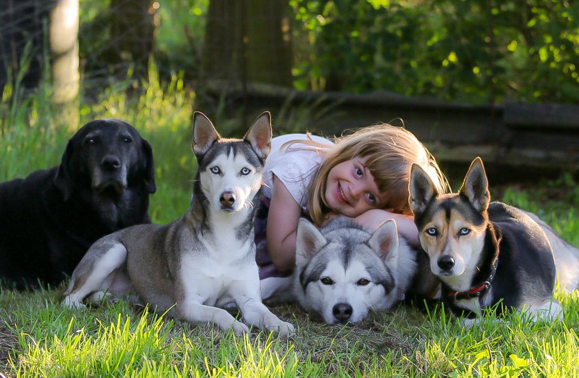 Siberian husky Bailey billede 5