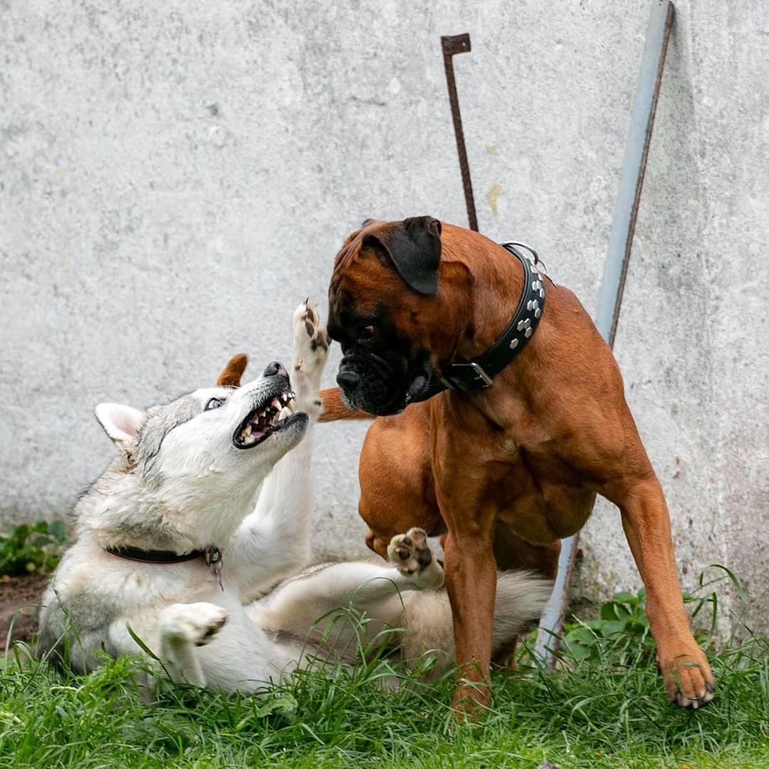 Siberian husky Bailey billede 2