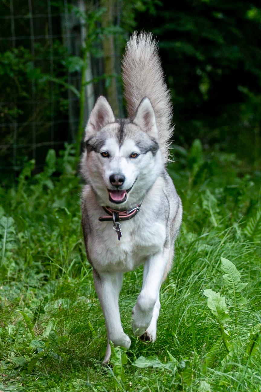 Siberian husky Bailey billede 6