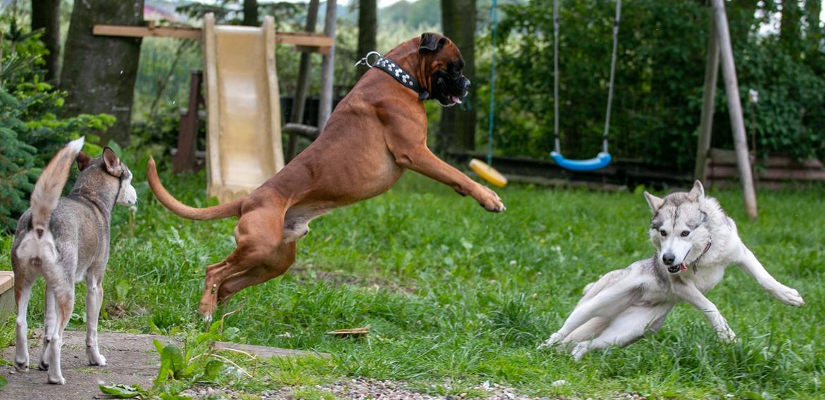 Siberian husky Bailey billede 8