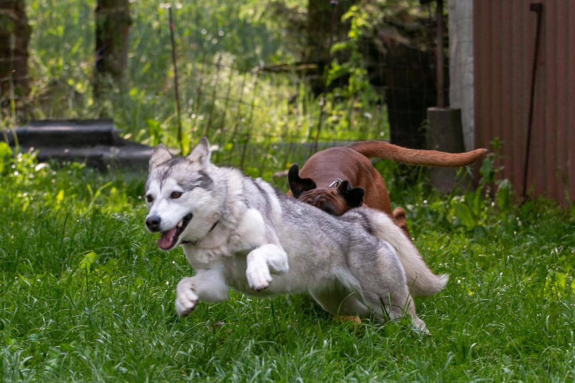 Siberian husky Bailey billede 7