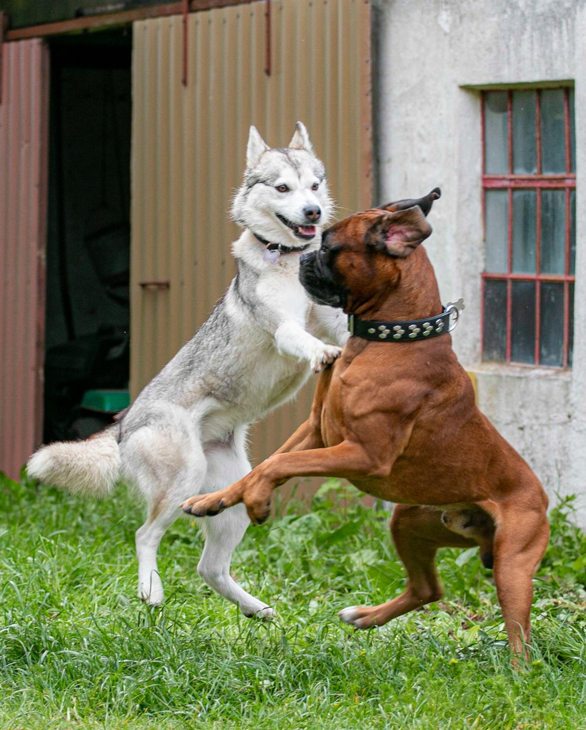 Siberian husky Bailey billede 9