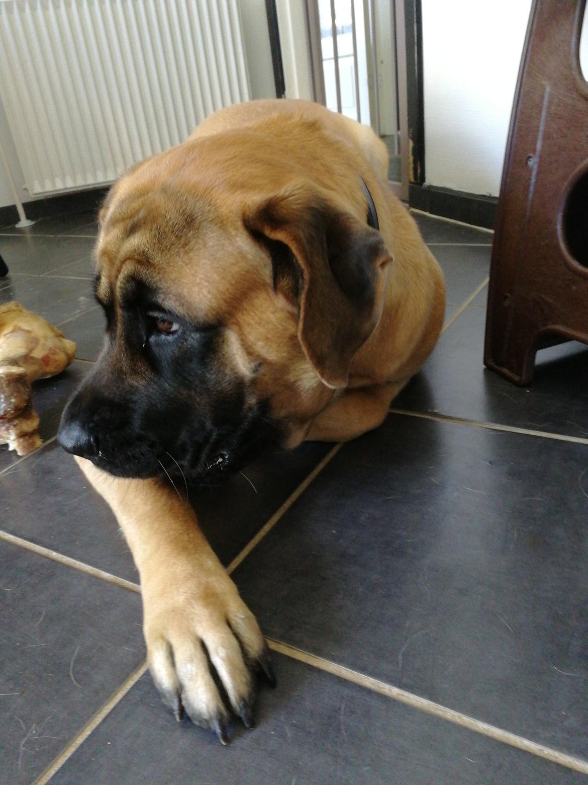 Mastiff Hugedogges Kornelia aka Sif billede 46