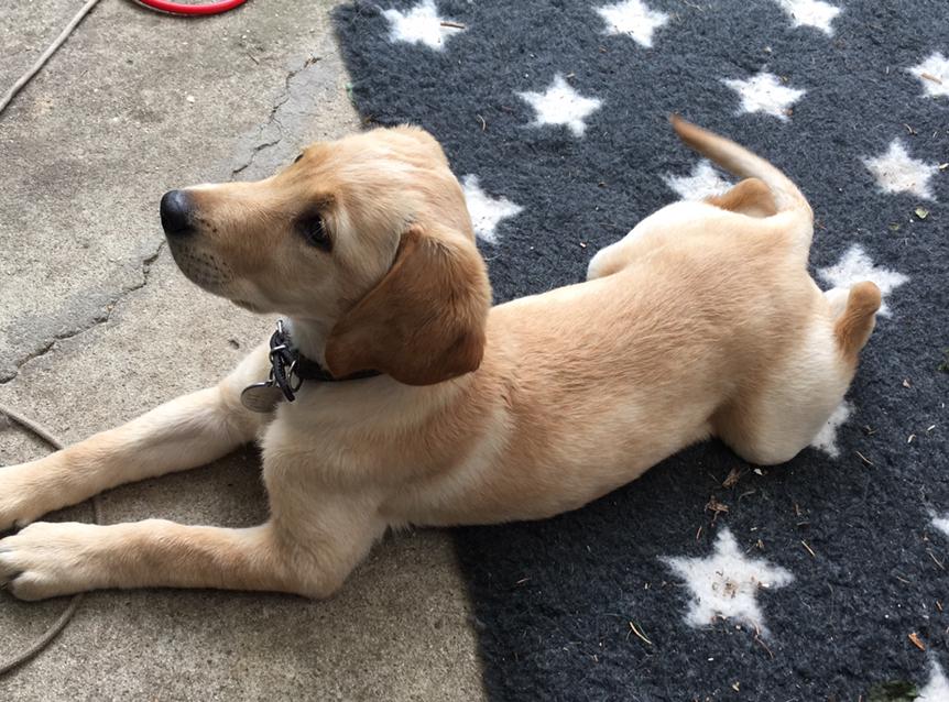 Labrador retriever Lupa billede 18