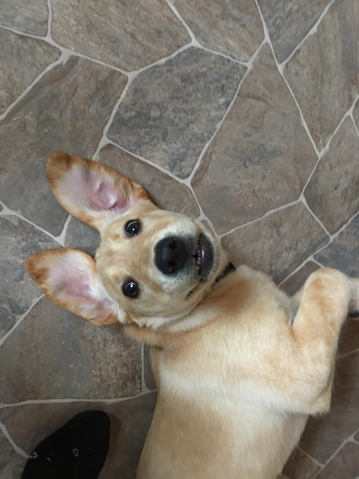 Labrador retriever Lupa billede 19