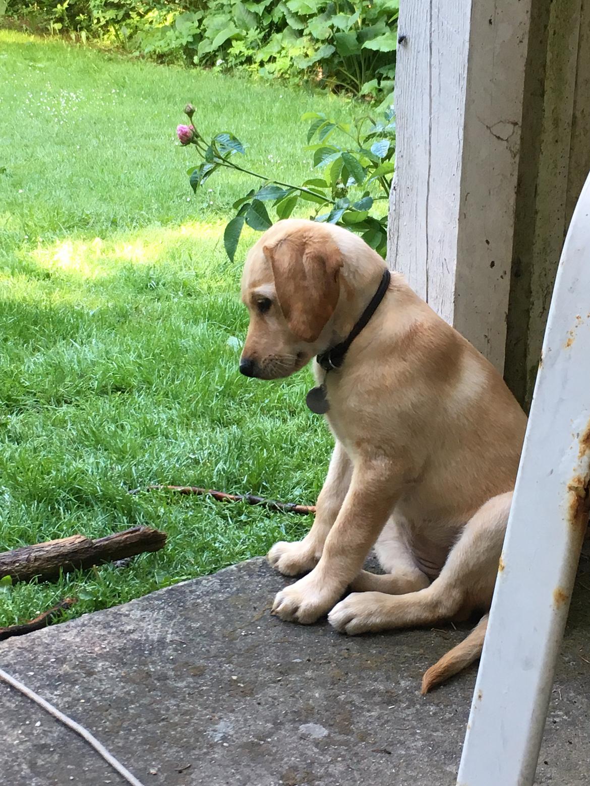 Labrador retriever Lupa billede 21