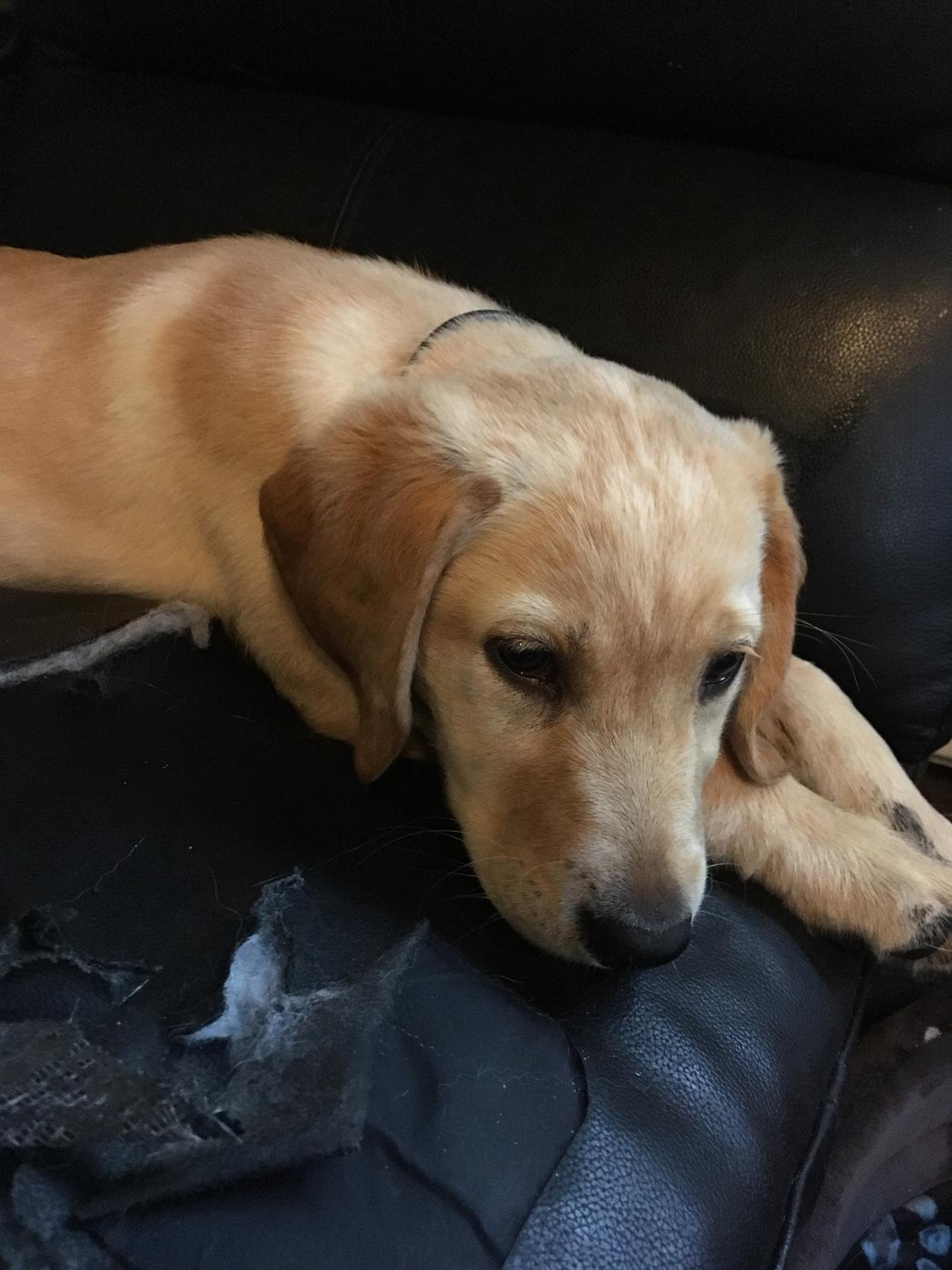 Labrador retriever Lupa billede 22