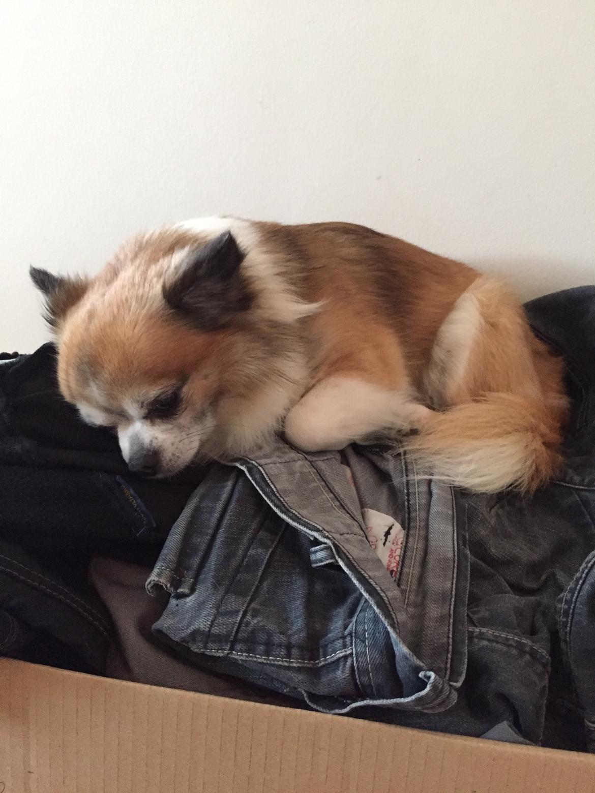 Chihuahua Stamtavle nave bayoki - kalde navn Chico billede 1