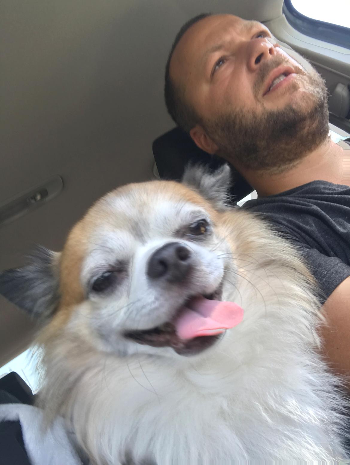 Chihuahua Stamtavle nave bayoki - kalde navn Chico billede 2