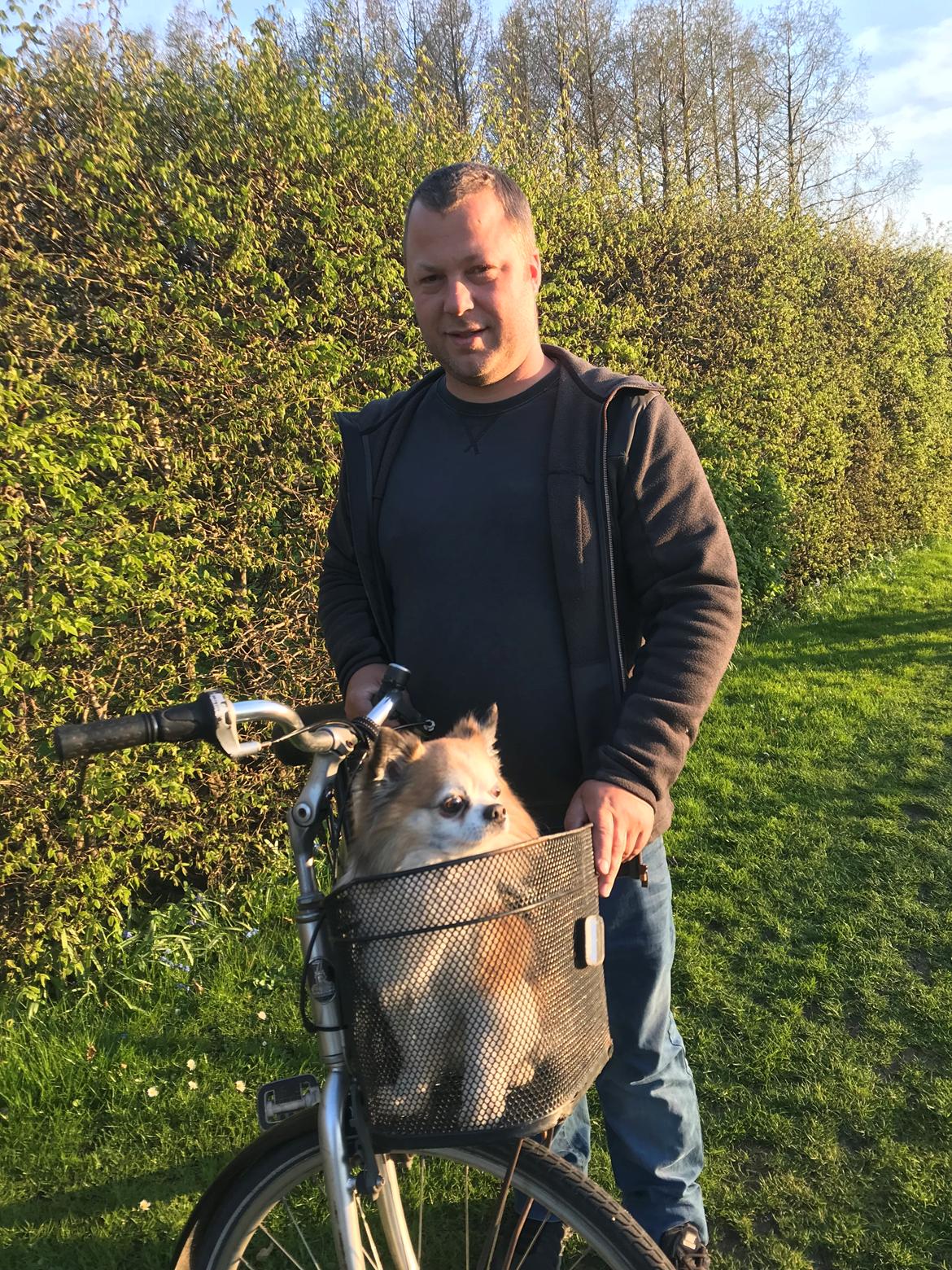 Chihuahua Stamtavle nave bayoki - kalde navn Chico billede 4