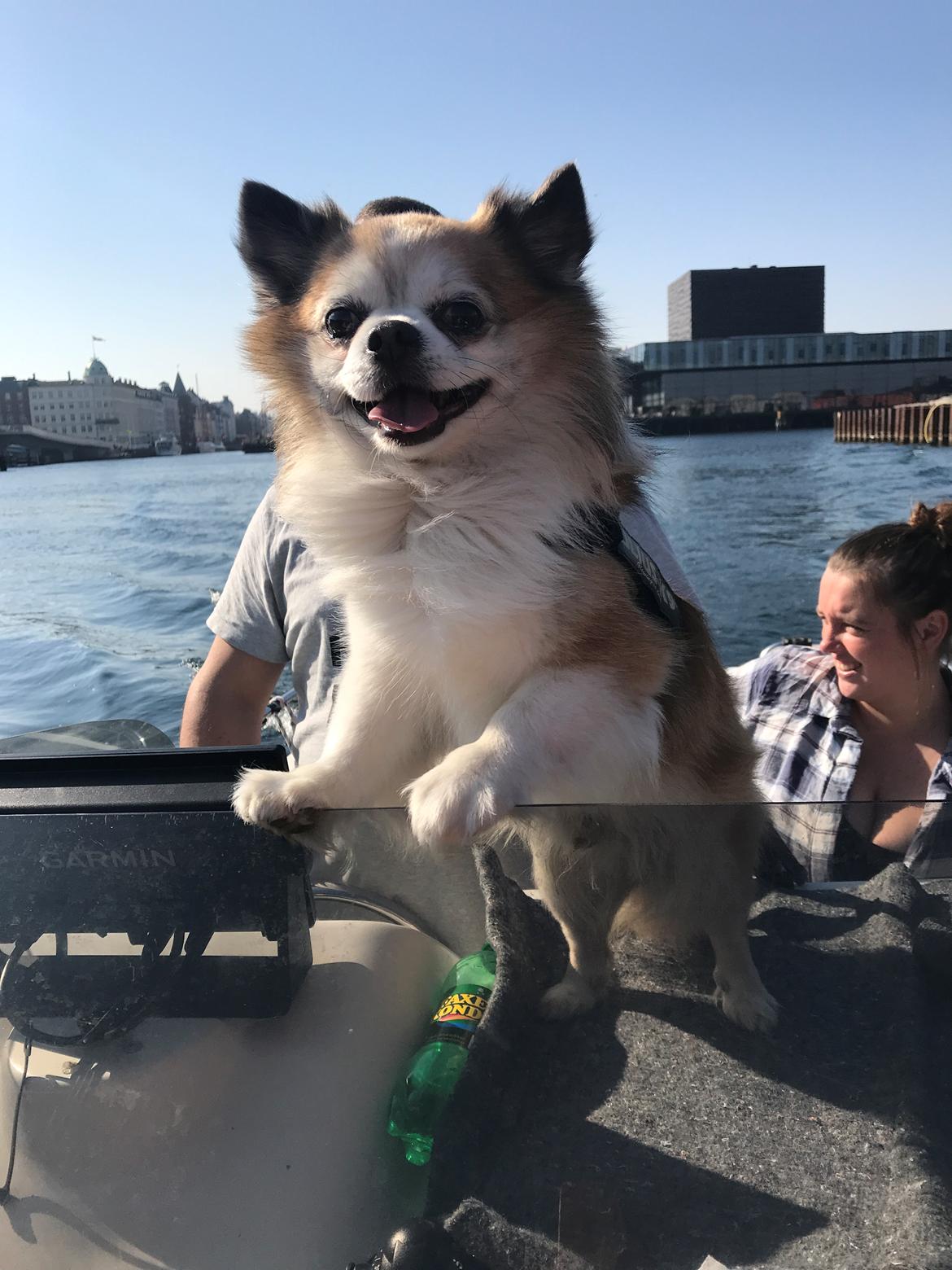 Chihuahua Stamtavle nave bayoki - kalde navn Chico billede 3