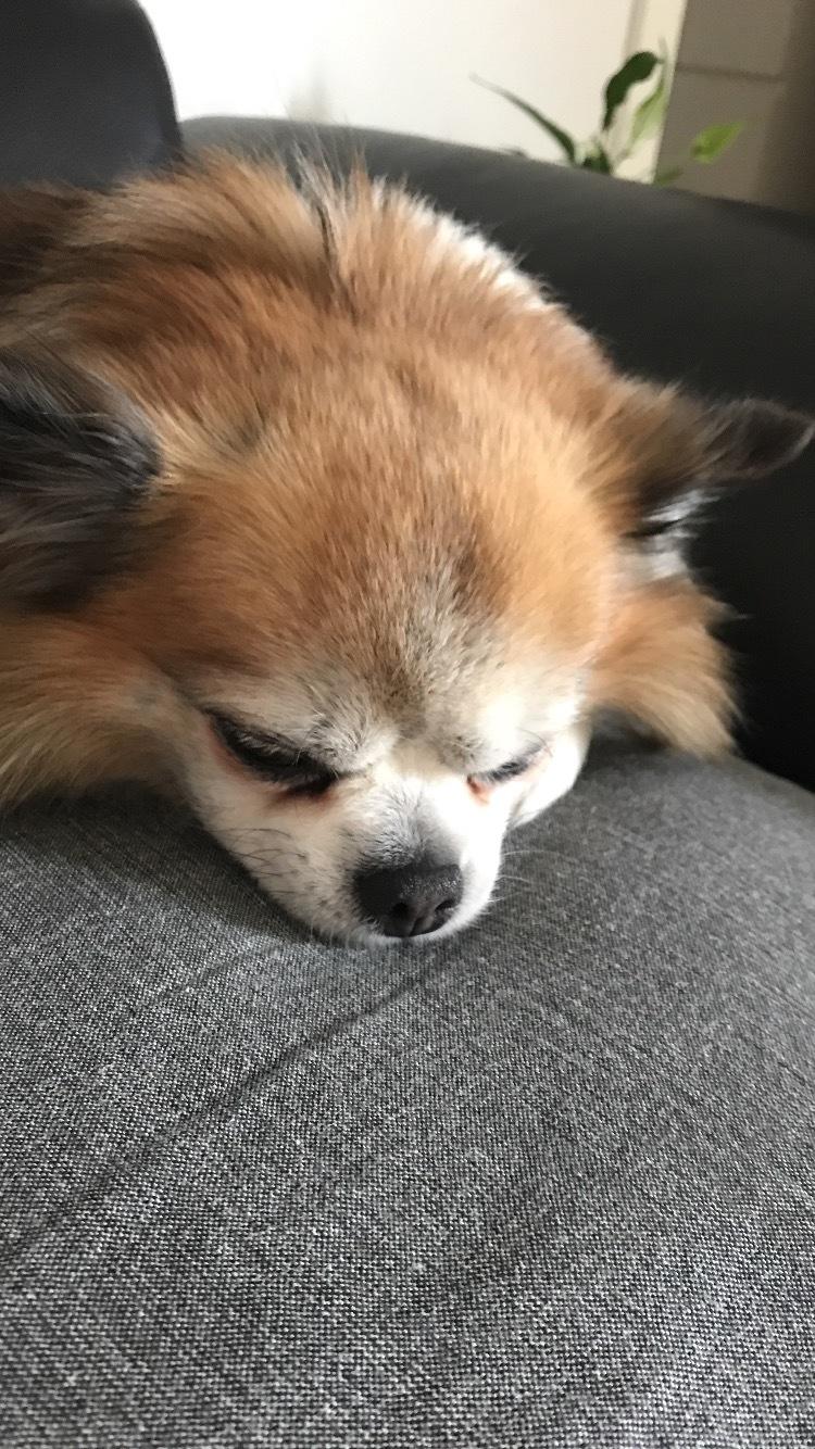 Chihuahua Stamtavle nave bayoki - kalde navn Chico billede 6