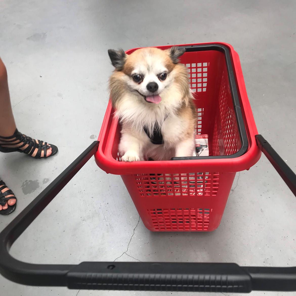 Chihuahua Stamtavle nave bayoki - kalde navn Chico billede 7