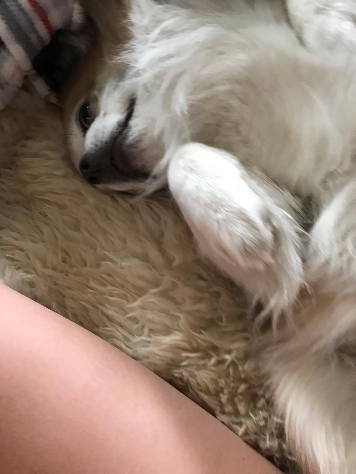 Chihuahua Stamtavle nave bayoki - kalde navn Chico billede 5