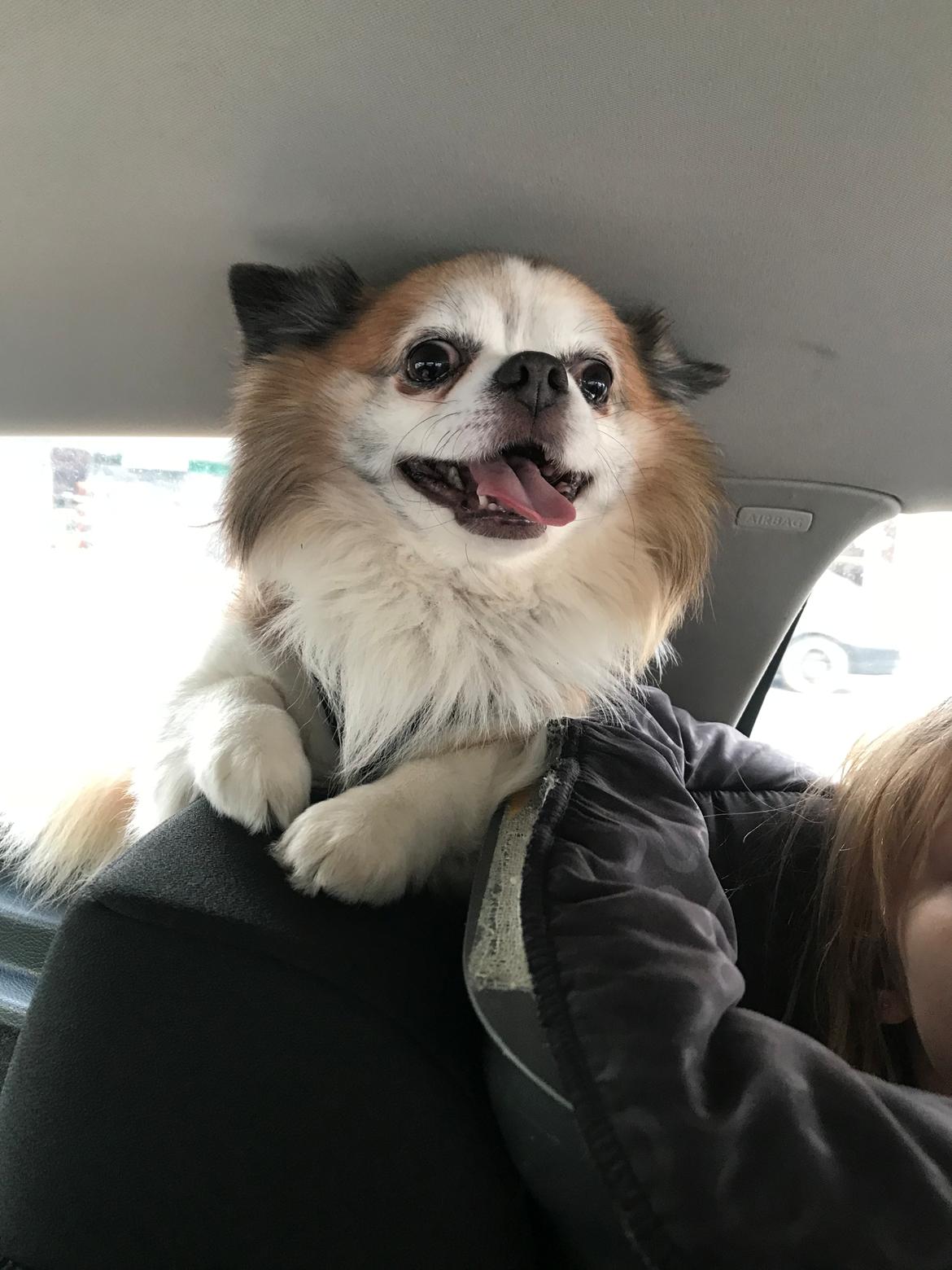 Chihuahua Stamtavle nave bayoki - kalde navn Chico billede 9