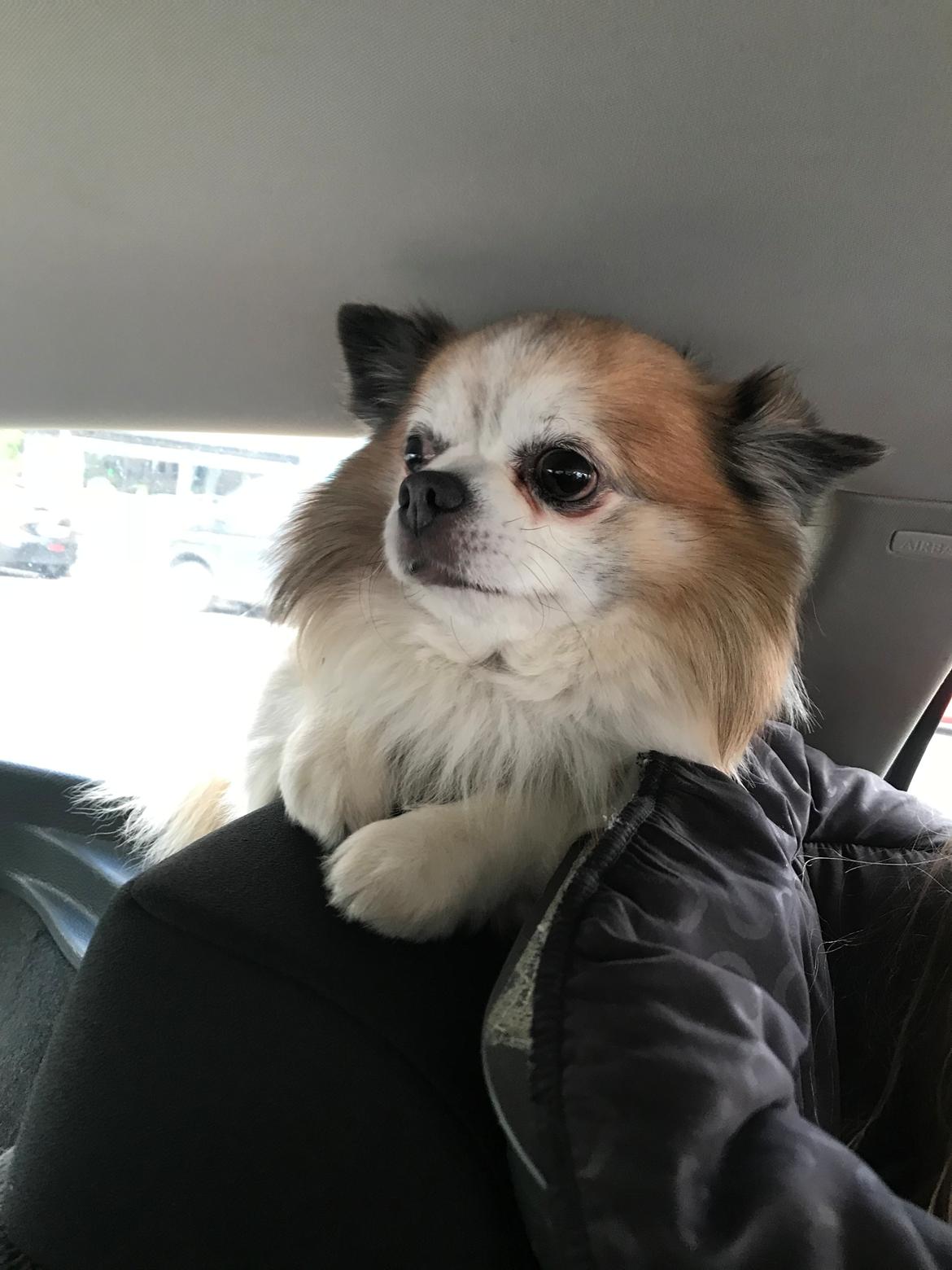 Chihuahua Stamtavle nave bayoki - kalde navn Chico billede 8