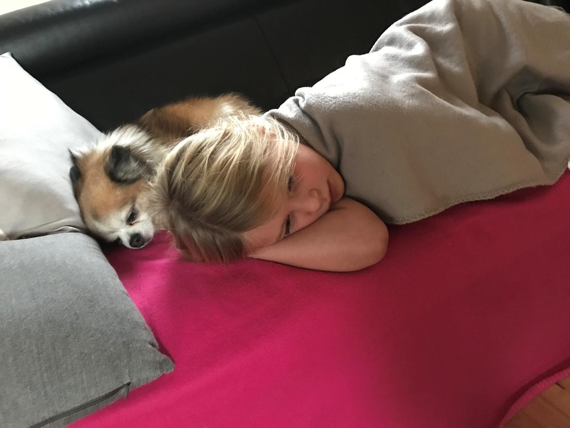 Chihuahua Stamtavle nave bayoki - kalde navn Chico billede 11