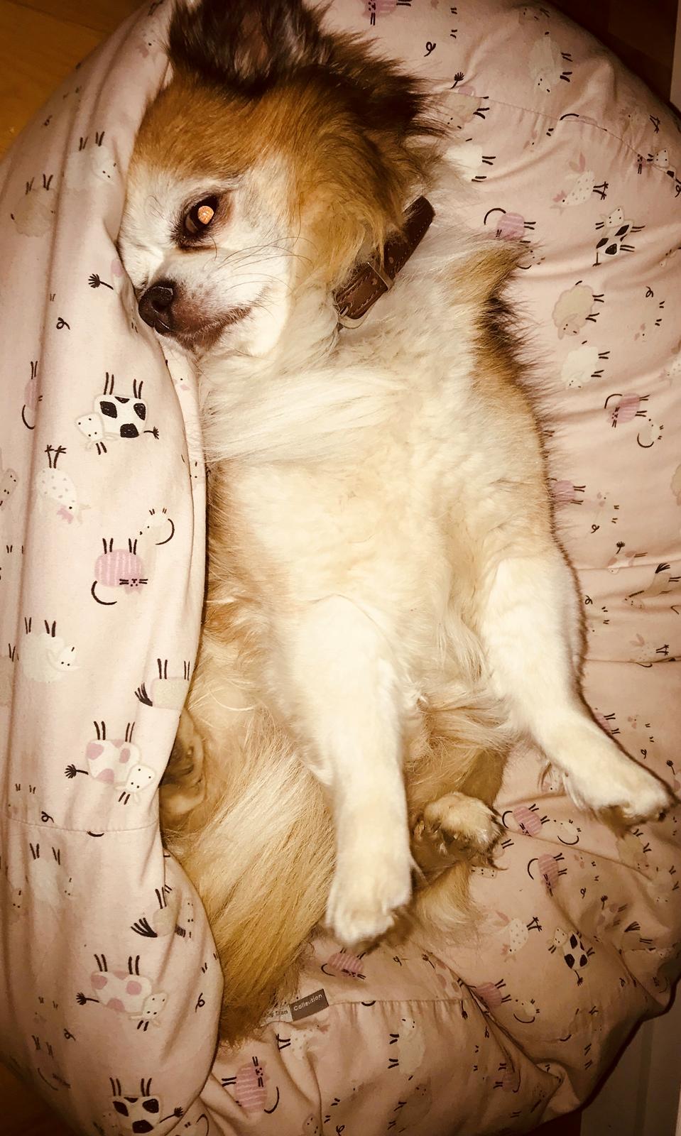 Chihuahua Stamtavle nave bayoki - kalde navn Chico billede 10