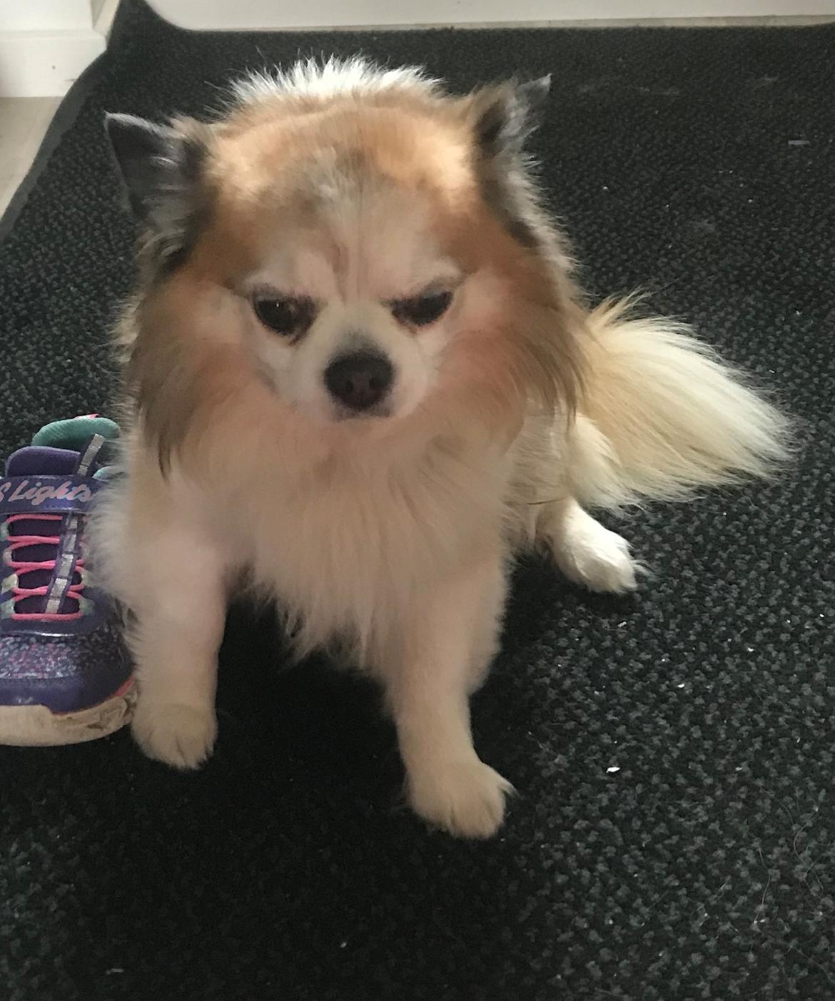 Chihuahua Stamtavle nave bayoki - kalde navn Chico billede 13