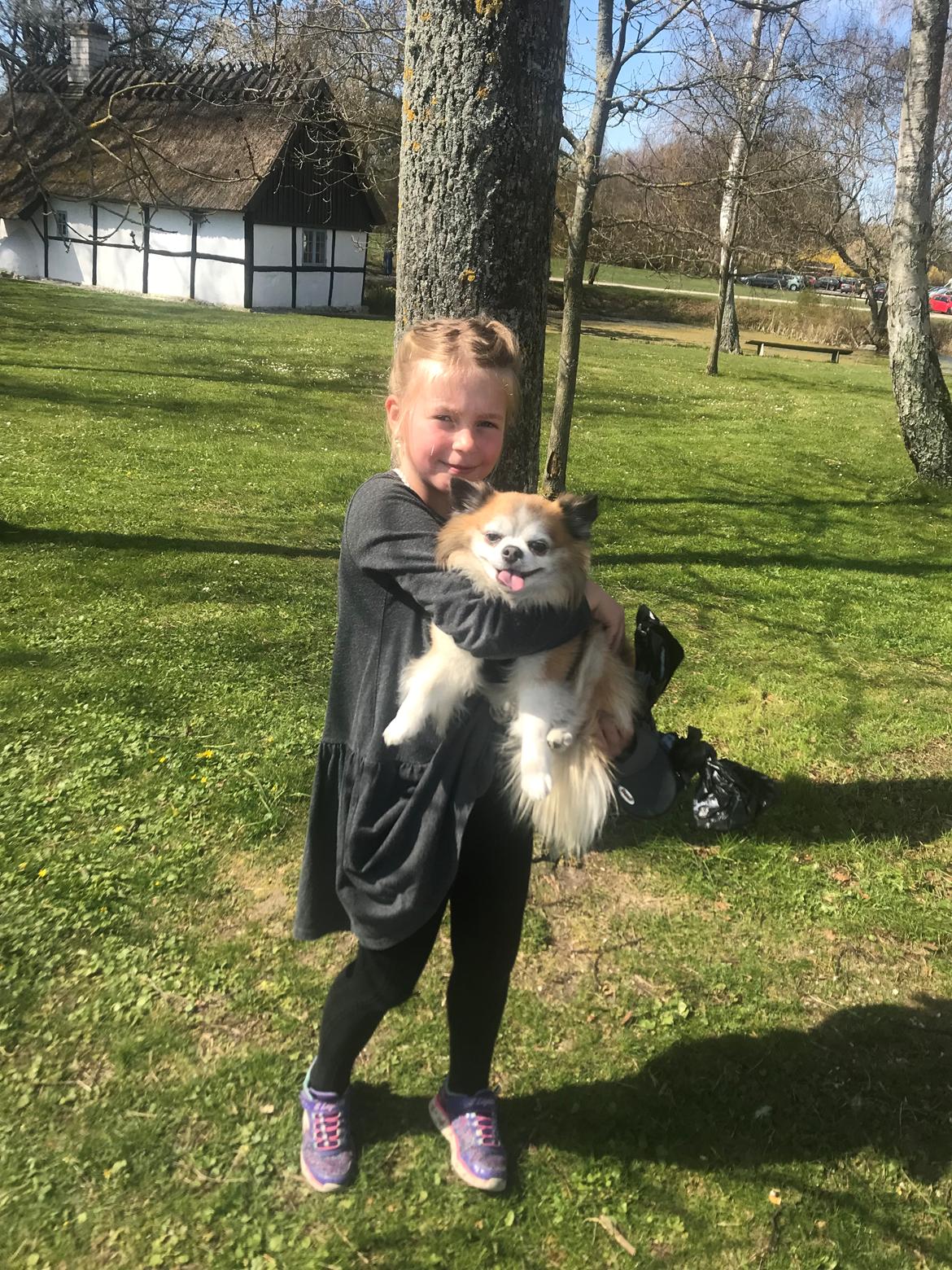 Chihuahua Stamtavle nave bayoki - kalde navn Chico billede 14