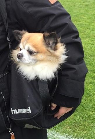 Chihuahua Stamtavle nave bayoki - kalde navn Chico billede 15