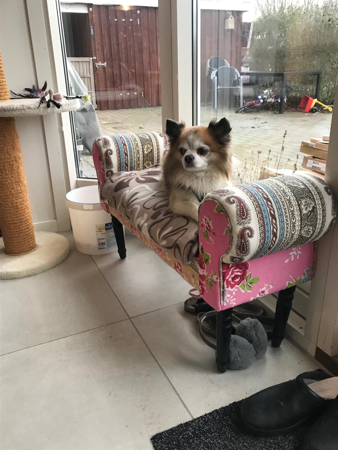 Chihuahua Stamtavle nave bayoki - kalde navn Chico billede 12