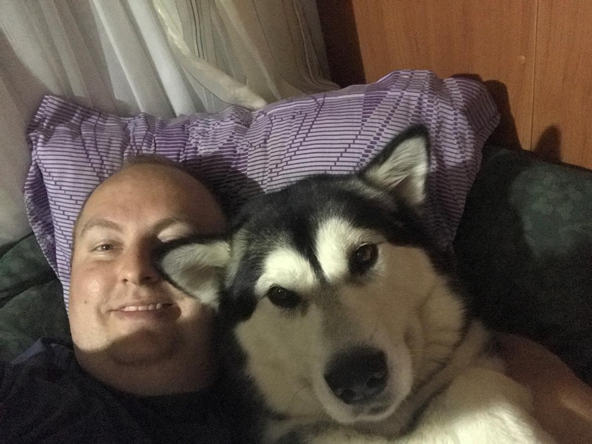 Alaskan malamute Shiva billede 34