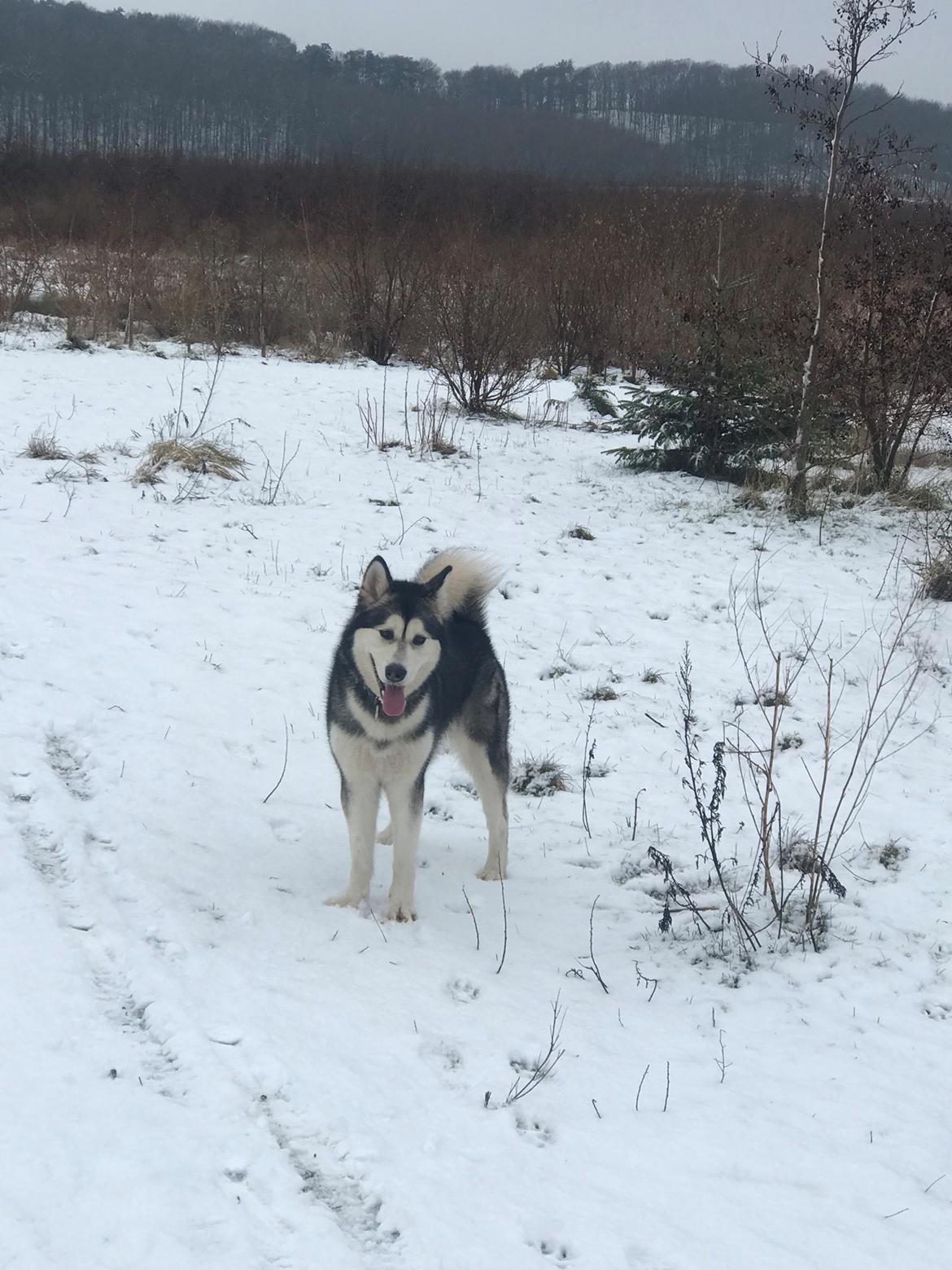 Alaskan malamute Shiva billede 35