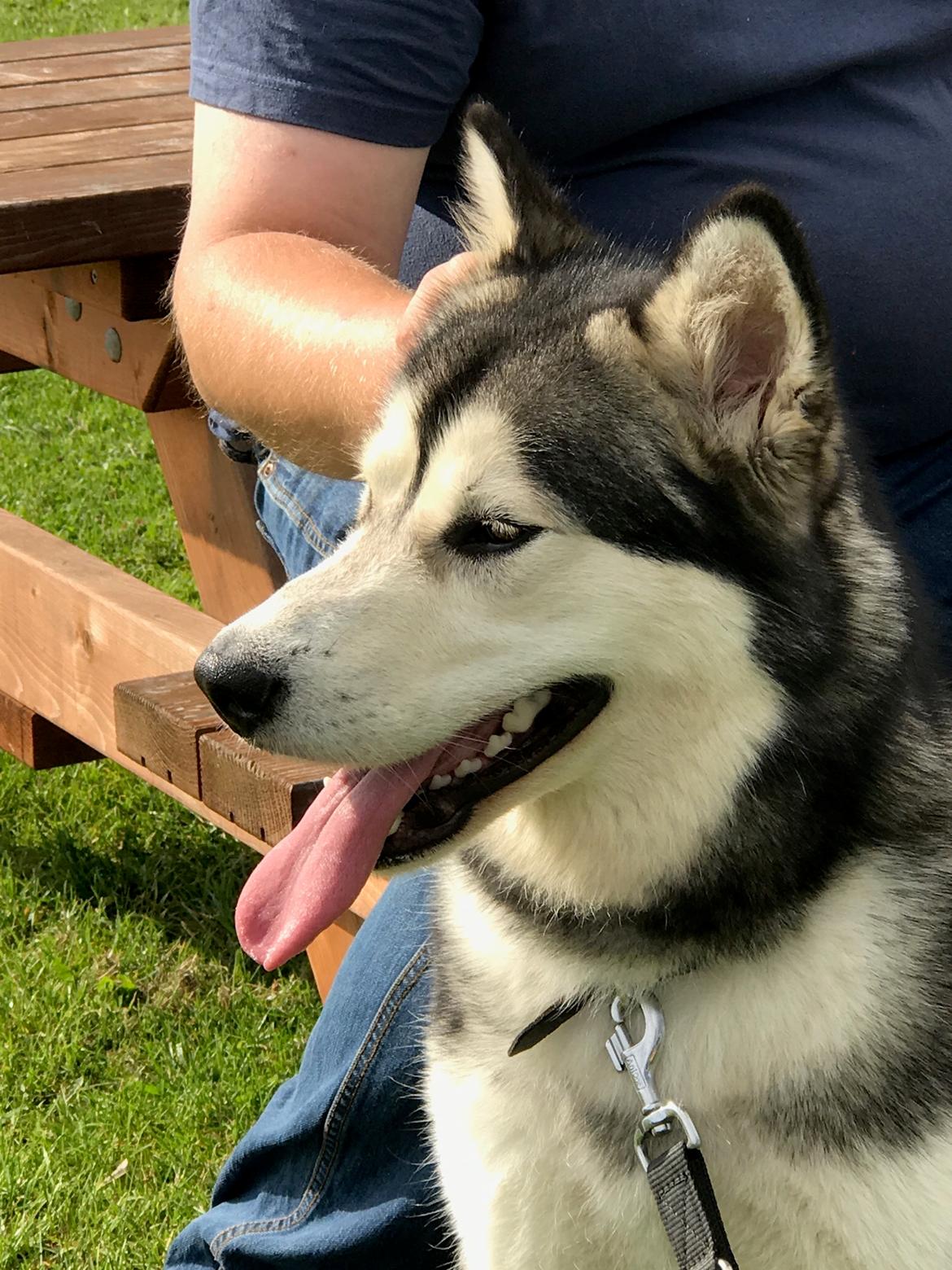 Alaskan malamute Shiva billede 33