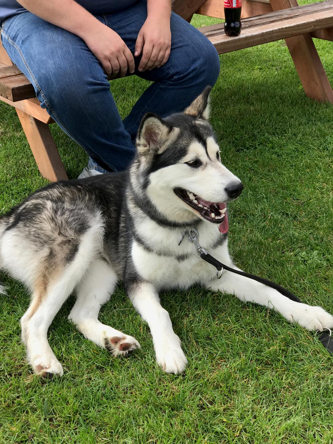 Alaskan malamute Shiva billede 37