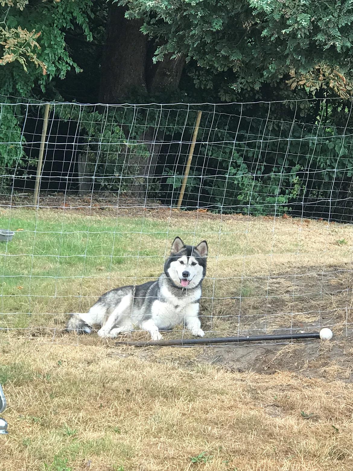 Alaskan malamute Shiva billede 38