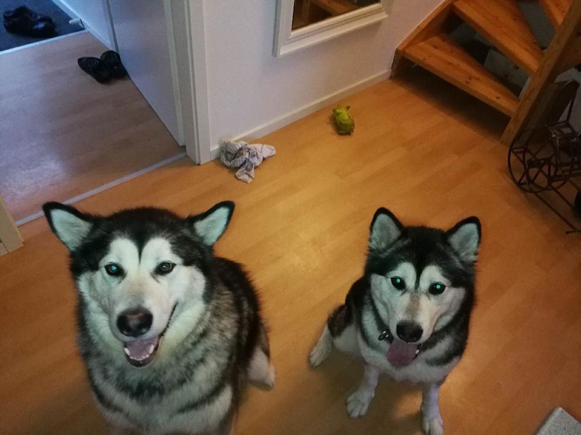 Alaskan malamute Shiva billede 39