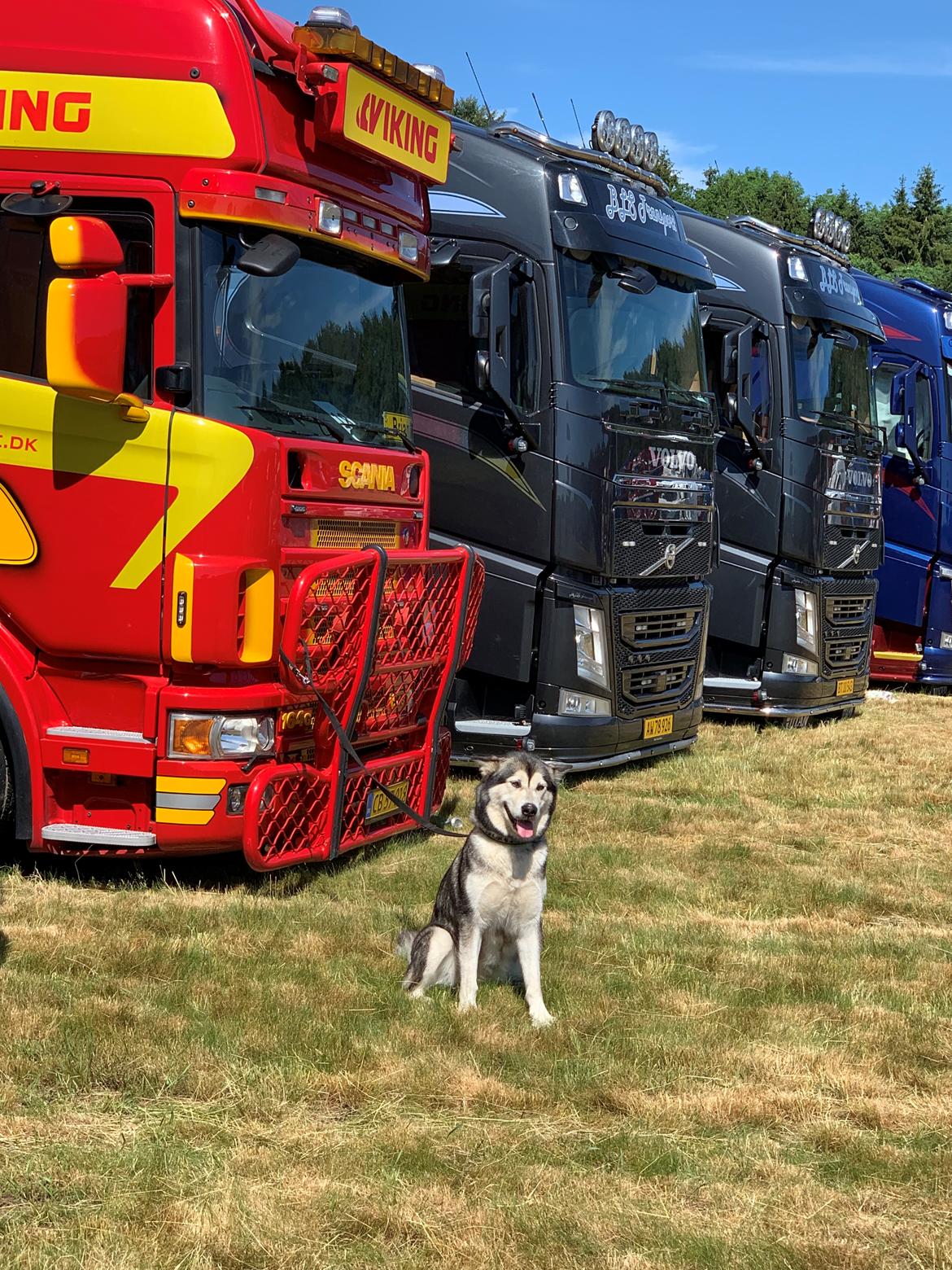 Alaskan malamute Shiva billede 40