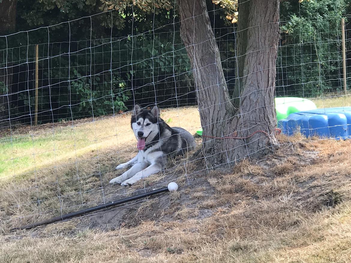Alaskan malamute Shiva billede 36