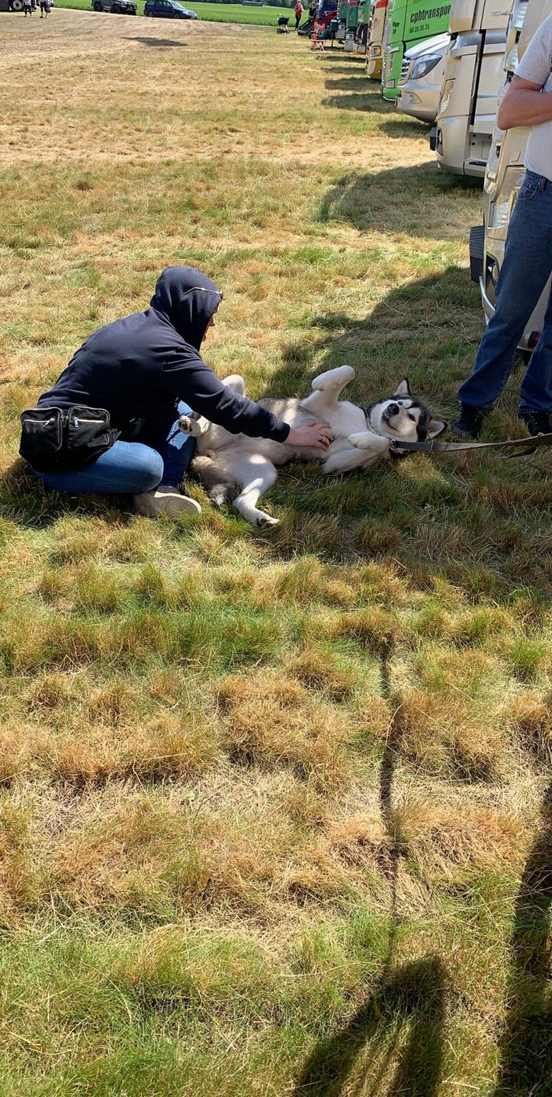 Alaskan malamute Shiva billede 41