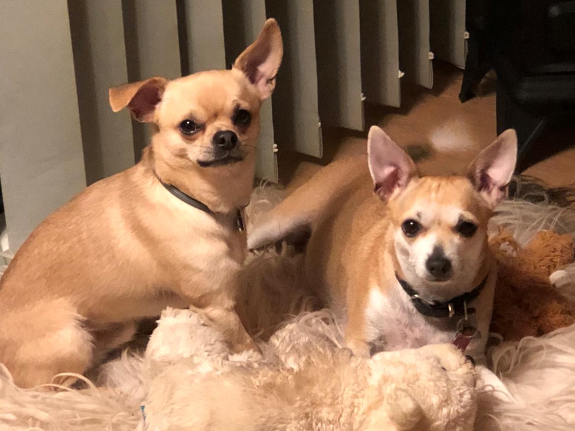 Blanding af racer Pixi billede 2