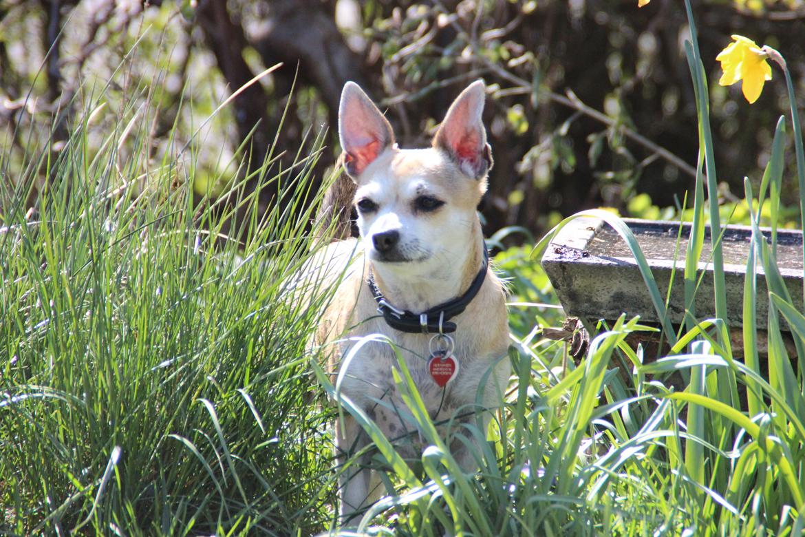 Blanding af racer Pixi billede 1