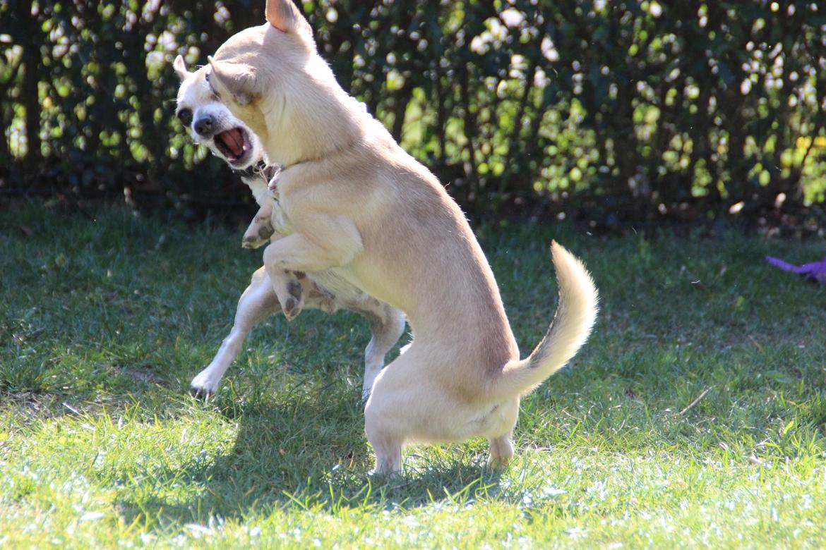 Blanding af racer Pixi billede 3