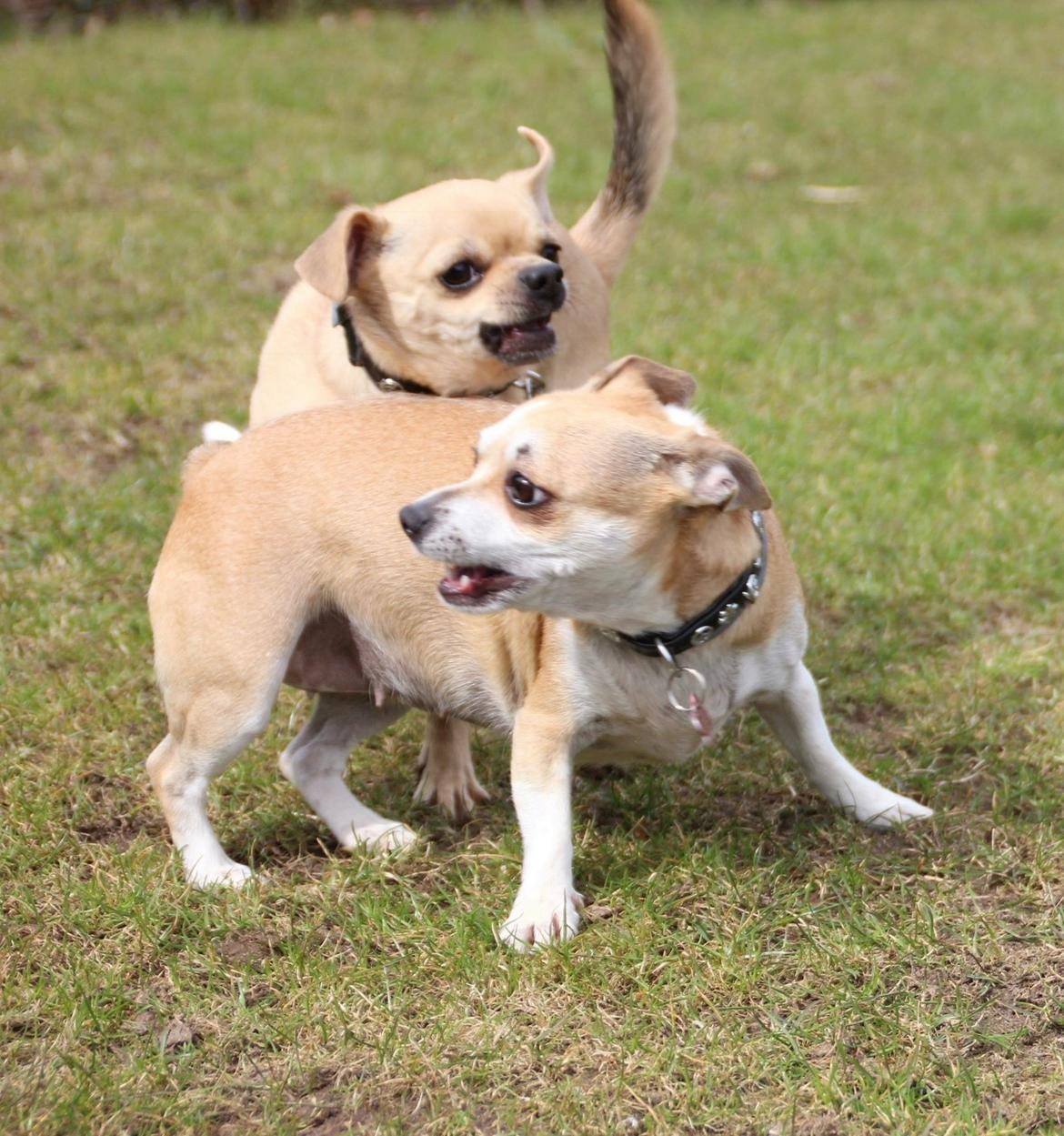 Blanding af racer Pixi billede 6