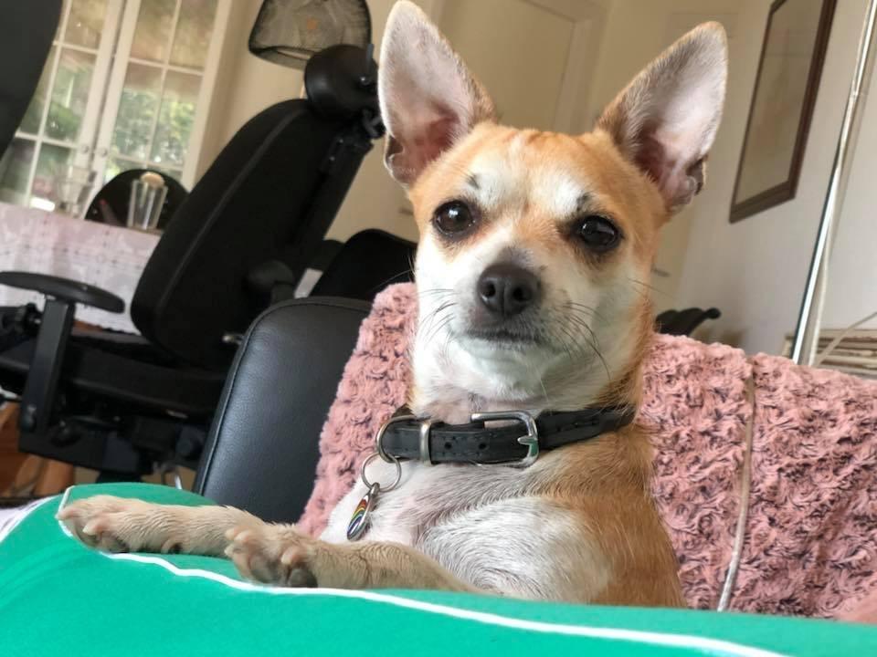 Blanding af racer Pixi billede 5