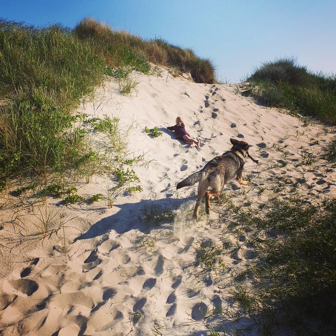 Schæferhund Esso (Haubroe Aud) billede 24